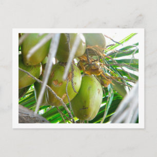 Cartão Postal Cocos em Palmtree