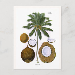Cartão Postal Cocos nucifera (coco palm)
