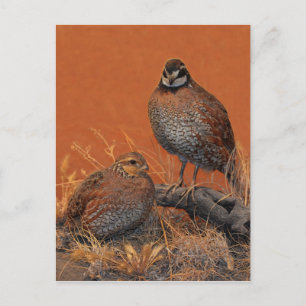 Cartão Postal Codorna-de-garganta-branca (Geórgia, Missouri e Te