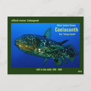 Cartão Postal Coelaconth, the "Living Fossil Fish" is endangered