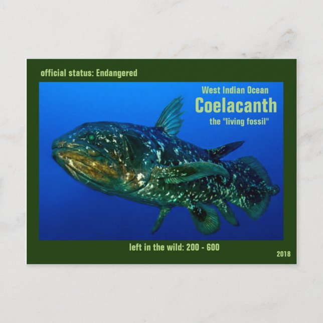 Cartão Postal Coelaconth, the "Living Fossil Fish" is endangered (Frente)