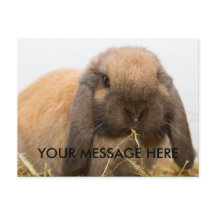 Coelhinho-de-orelha-branca