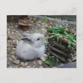 Cartão Postal coelhinho doce, coelho de bebé devora:)