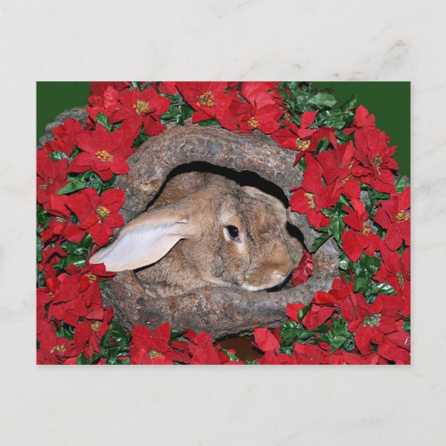 Cartão Postal Coelho (Frente)