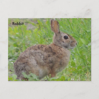 Cartão Postal Coelho (A)
