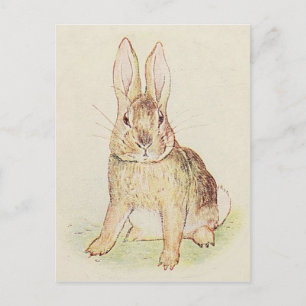 Cartão Postal Coelho Bonito