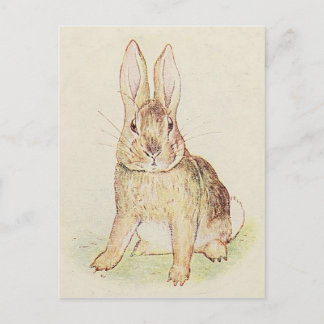 Cartão Postal Coelho Bonito