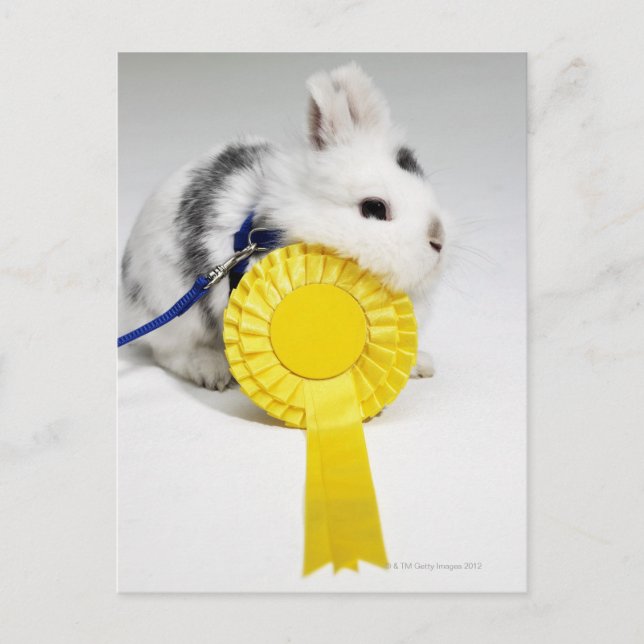 Cartão Postal Coelho branco e preto com coleira azul (Frente)