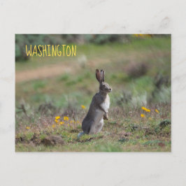 Cartão Postal Coelho Casaco Branco