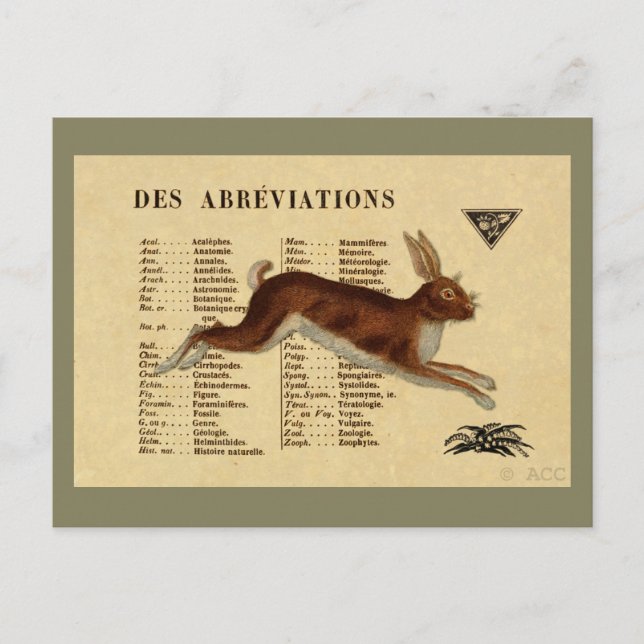 Cartão Postal Coelho castanho (Frente)