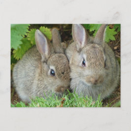 Cartão Postal Coelho Coelhinho Bonito Animal Paz Amor Destino
