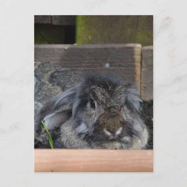 Cartão Postal Coelho-da-orelha (Frente)