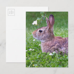 Cartão Postal Coelho em Grama Fotografia de Animal de Primavera