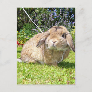Cartão Postal Coelho marrom de orelha caída com lavanda