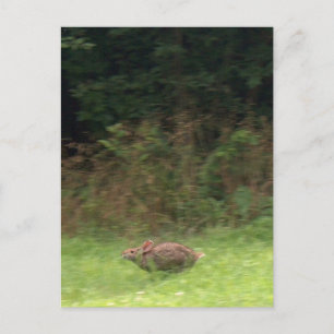 Cartão Postal Coelho na Corrida