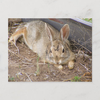 Cartão Postal Coelho tranquilo