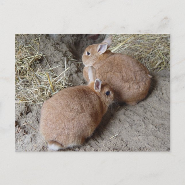 Cartão Postal Coelhos (Frente)