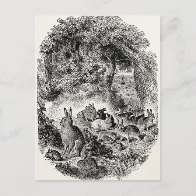 Cartão Postal Coelhos coelhos coelhos coelhos coelhos 1800 (Frente)