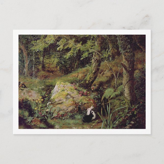 Cartão Postal Coelhos vadios (Frente)