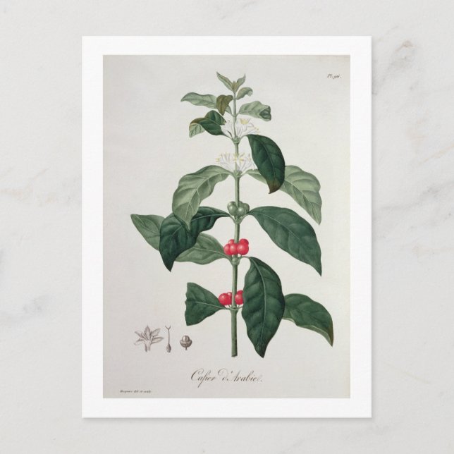 Cartão Postal Coffea Arabica de 'Phytographie Medicale' por Jos (Frente)