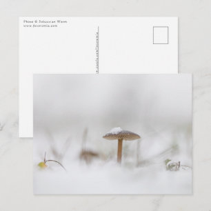 Cartão Postal Cogumelo com a Foto de Inverno da Neve