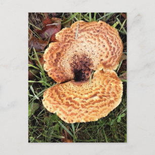 Cartão Postal Cogumelo na Floresta