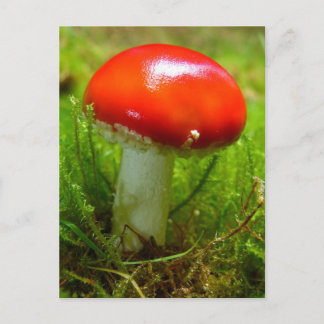 Cartão Postal Cogumelo vermelho