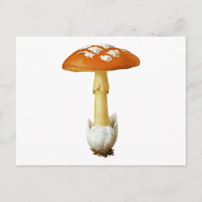 Cartão Postal Cogumelo Vermelho E Branco (Frente)