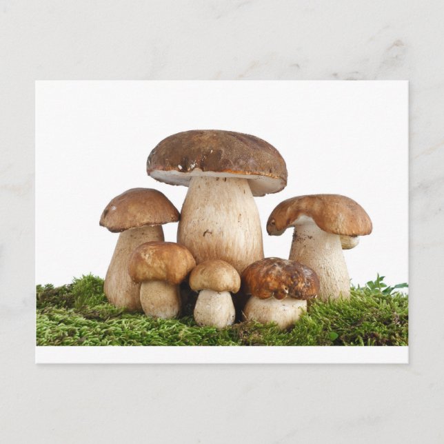 Cartão Postal Cogumelos Boletus Edulis (Frente)