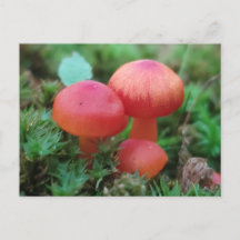 Cogumelos Brilhantes Vermelho no chão da floresta
