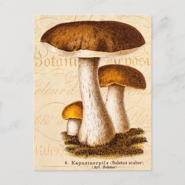 Cartão Postal Cogumelos castanhos Scaber de Mushroom 1800s (Frente)