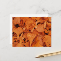 Cogumelos Chanterelle Frescos Fotografia