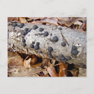 Cartão Postal Cogumelos (Daldinia concênica)