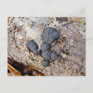 Cartão Postal Cogumelos (Daldinia concênica)