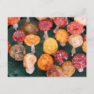 Cartão Postal Cogumelos e ferramentas para jardim