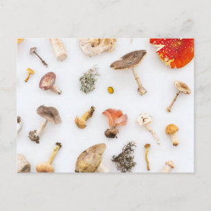 Cartão Postal Cogumelos Fungus