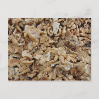 Cartão Postal Cogumelos Hedgehog