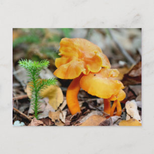 Cartão Postal Cogumelos Laranja Selvagens Fotografia da Natureza