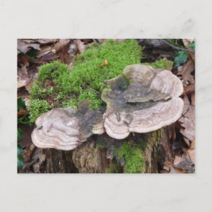 Cartão Postal Cogumelos num tronco de árvore