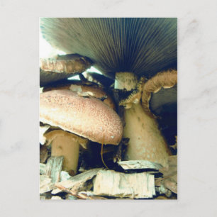 Cartão Postal Cogumelos por baixo de fotos