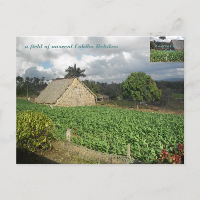 Cartão Postal Cohiba Bahikes? (Frente)