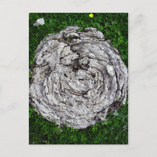 Cartão Postal Coisas de Vaca (Frente)