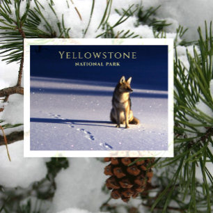 Cartão Postal Coitado do Coyote na Neve, Pegadas Yellowstone NP,