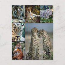 Colagem Big Cat