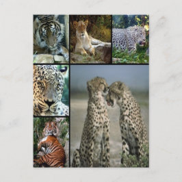 Cartão Postal Colagem Big Cat