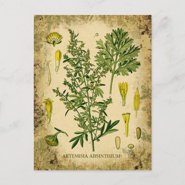 Cartão Postal Colagem Botânica de Absinto (Frente)