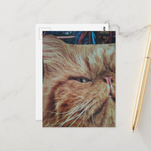 Cartão Postal Colagem de adorável gatinho ruivo