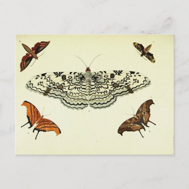 Cartão Postal Colagem de Borboleta Vintage (Frente)