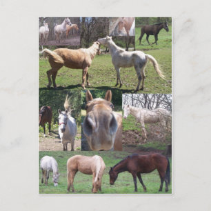 Cartão Postal Colagem de Cavalos