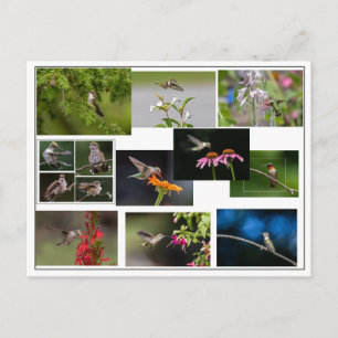 Cartão Postal Colagem de Hummingbird